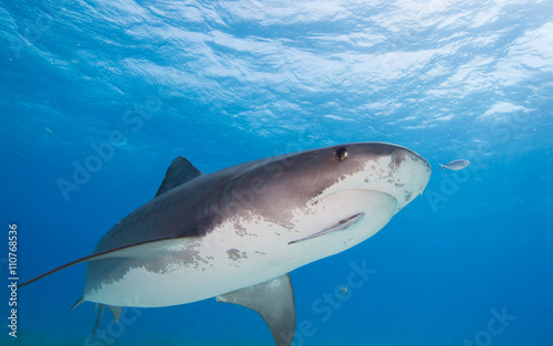 Tiger shark 