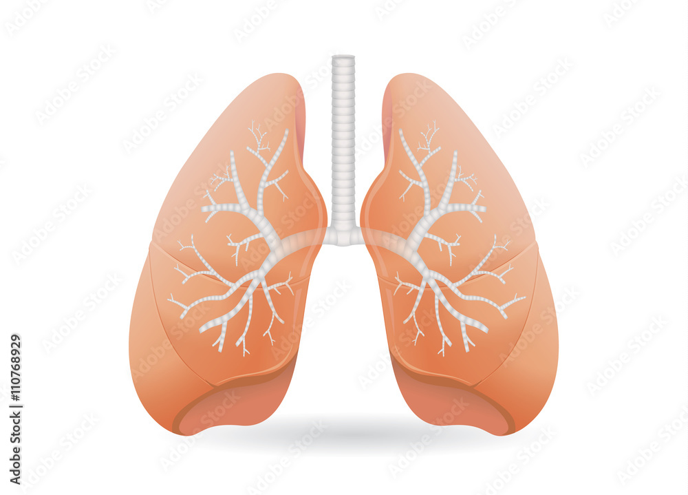 Illustration of outside of stomach muscular and inside which can saw gastric acid. Illustration of outside of stomach muscular and inside which can saw gastric acid.