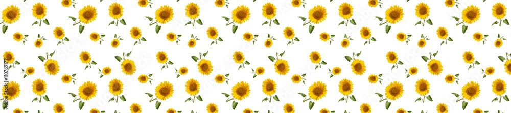 header web  panorama sunflower flower full length