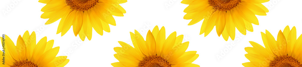 Naklejka premium header web panorama sunflower flower full length