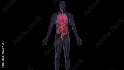 Human heart and organs