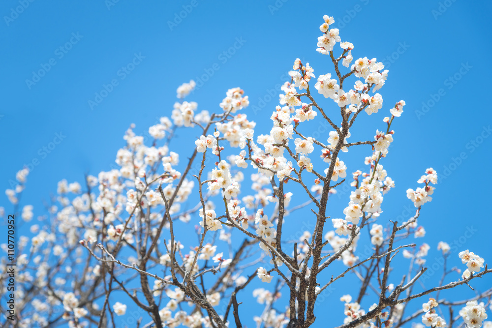 Sakura season in Japan, Cherry Blossom with Soft focus, Sakura season in Japan, Cherry Blossom with Soft focus,