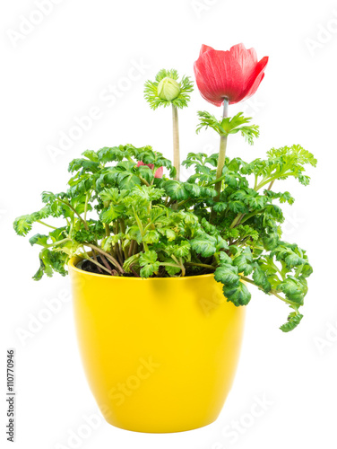 Fototapeta Naklejka Na Ścianę i Meble -  Isolated potted red Anemone flower