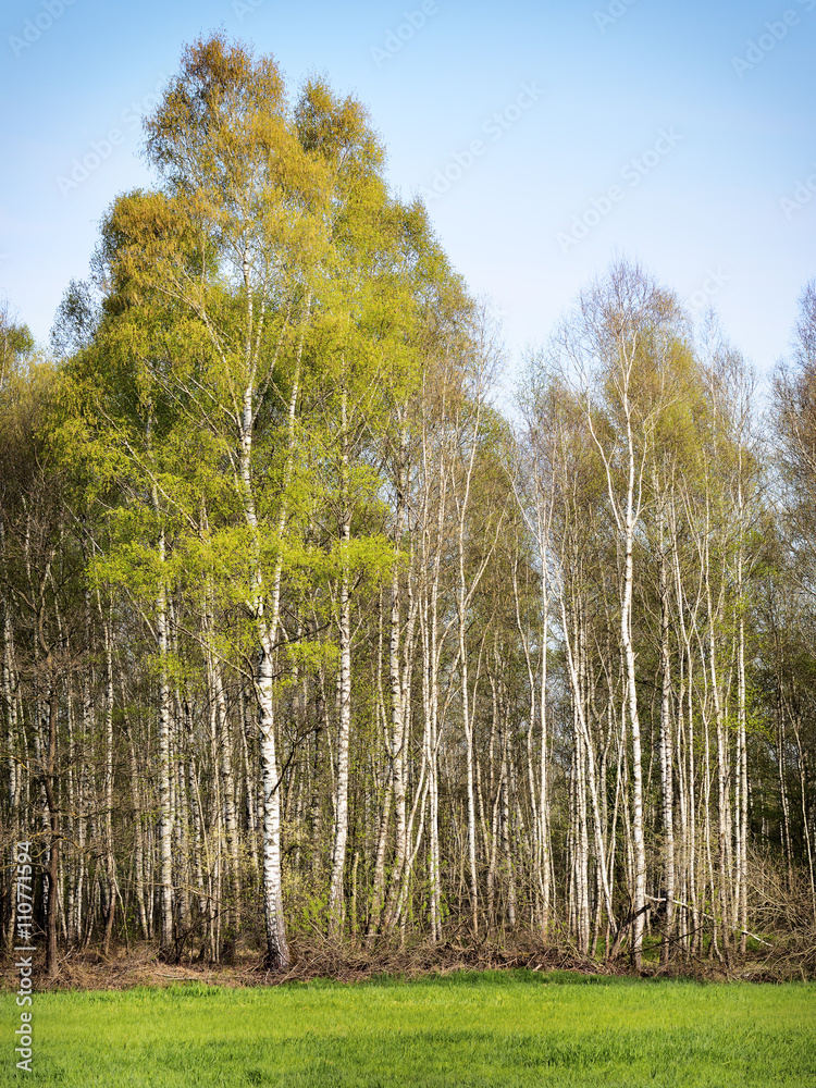 Obraz premium Birch Forest