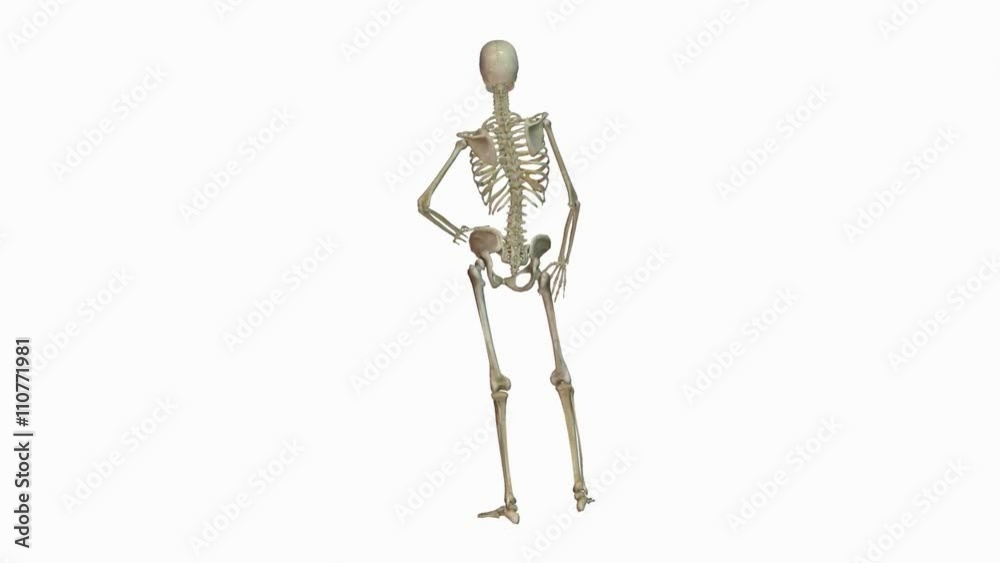 Animation of human skeleton