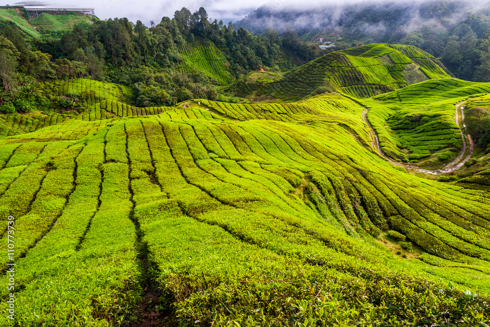 Obraz premium Tea plantation in Cameron Highlands, Malaysia