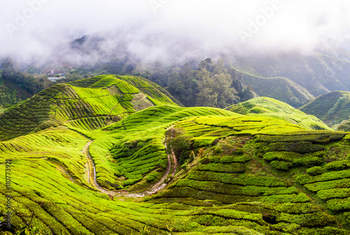Tea plantation in Cameron Highlands, Malaysia