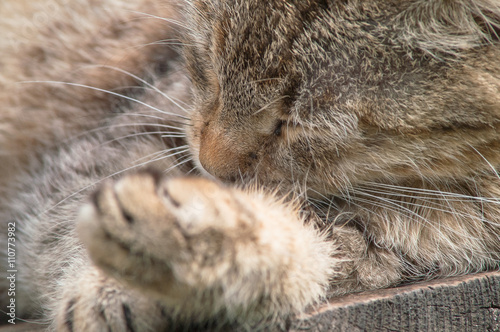 cat washes paw