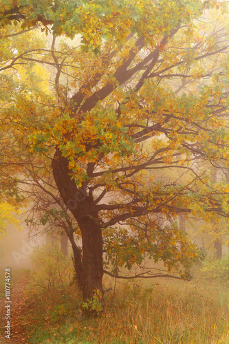  autumn forest with misty morning