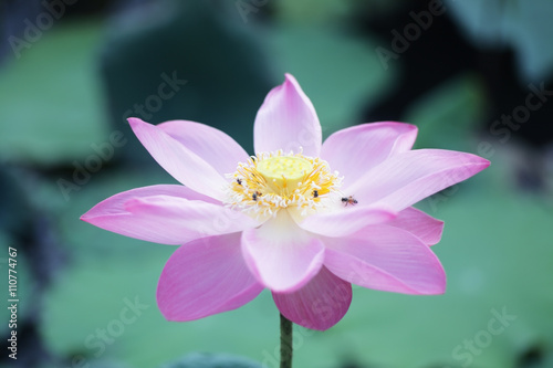 bee on lotus flower.