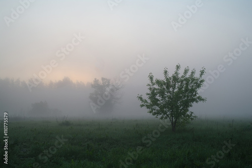 Misty meadow spring at sunrise