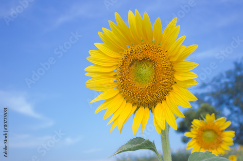 sunflower in the nature summer time.