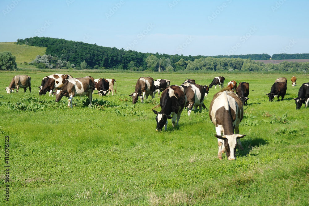 Cows on green grass in the summertime Cows on green grass in the summertime