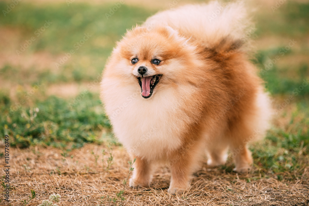 Close up portrait of young Happy Funny Red Pomeranian Spitz Close up portrait of young Happy Funny Red Pomeranian Spitz