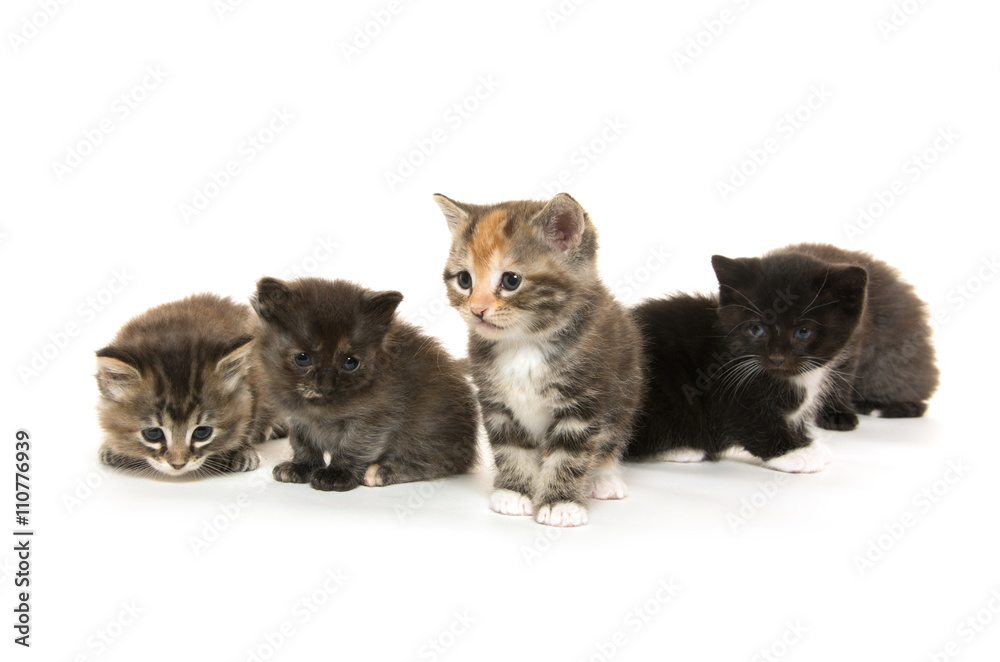 Cute kittens on white background