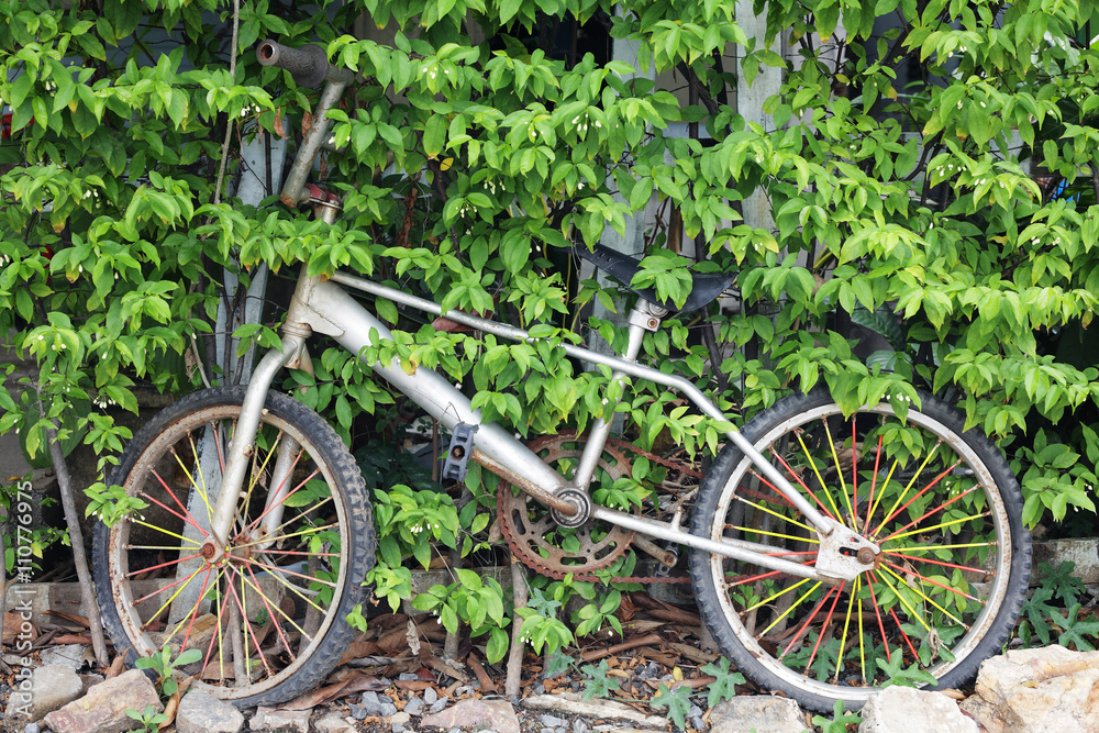 old bicycle at green of plant background.