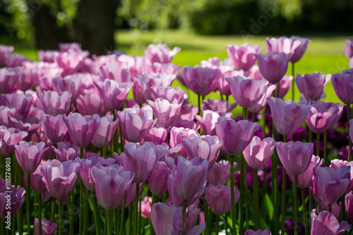 Light pink tulips in garden