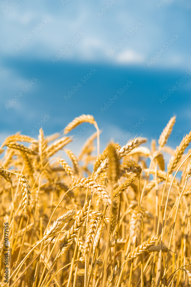 A wheat field, fresh crop of wheat. A wheat field, fresh crop of wheat.