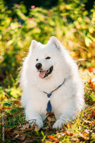 Funny Happy White Samoyed Dog Outdoor in Autumn Forest, Park