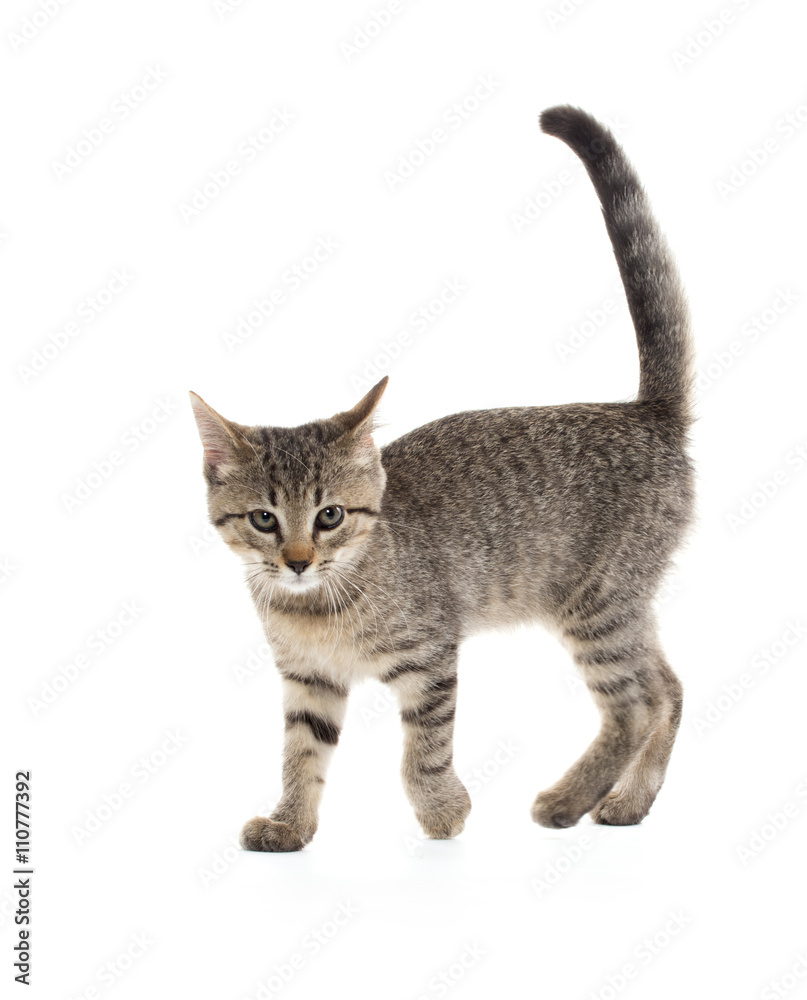 cute tabby cat on white background