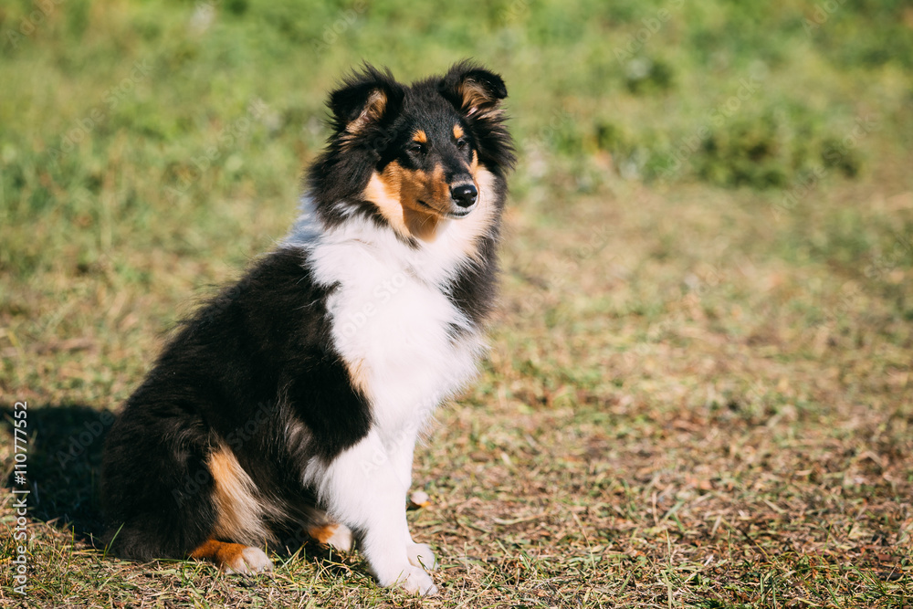 Shetland Sheepdog, Sheltie, Collie Puppy Outdoor Shetland Sheepdog, Sheltie, Collie Puppy Outdoor