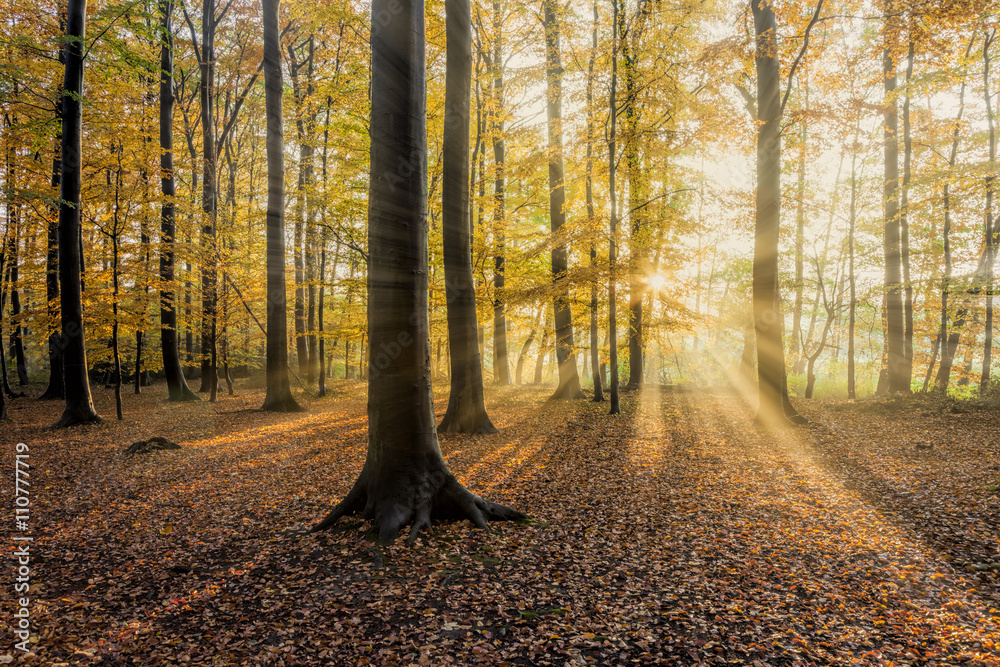Fotografie Sonnenlicht Durchflutung im Herbstwald