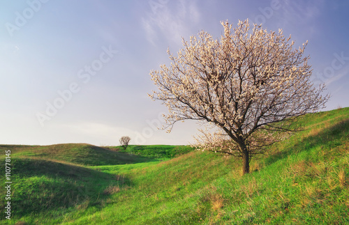 Tree on field and blue sky. Beautiful spring landscape, composit
