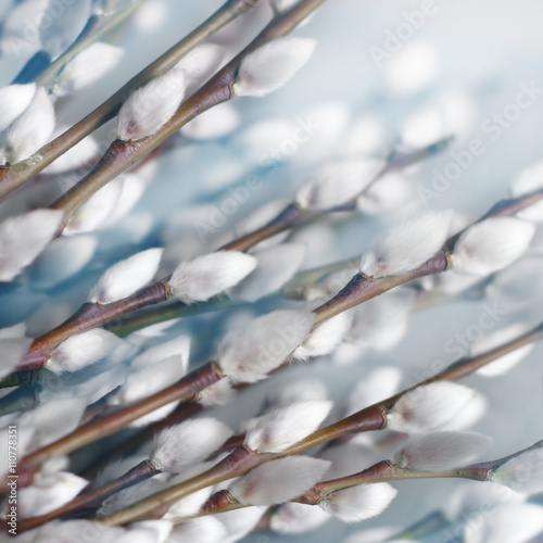 Willow branch with catkins photo