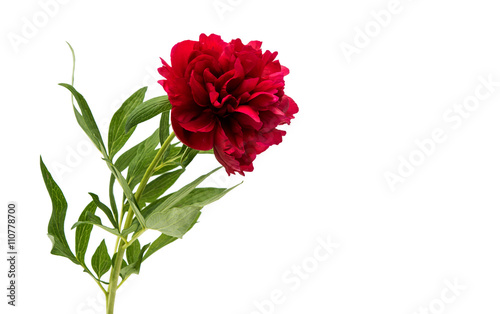 Fototapeta Naklejka Na Ścianę i Meble -  red peony isolated
