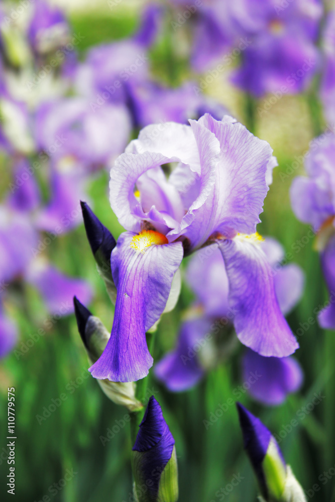 Iris flower Iris flower