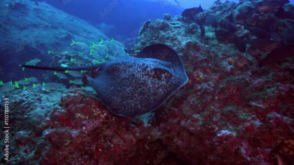 Black blotched stingray (Takeniurops myelin) swims over deep, rocky reef in Caribbean Cocos Costa Rica. Underwater landscape, canyons, walls, caves. Amazing  array of marine life ready for exploration