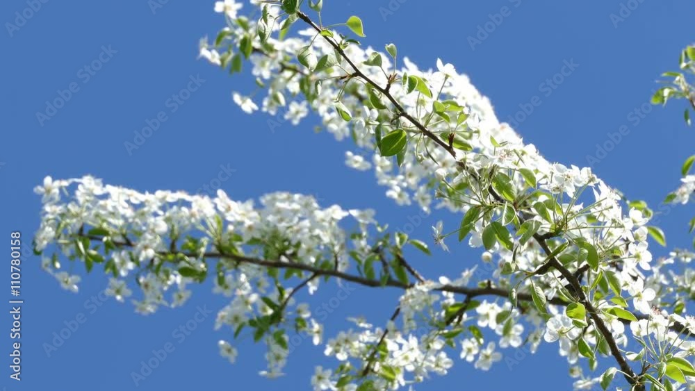 Flowering Branches of Apple Trees in the Spring Against the Sky Flowering Branches of Apple Trees in the Spring Against the Sky