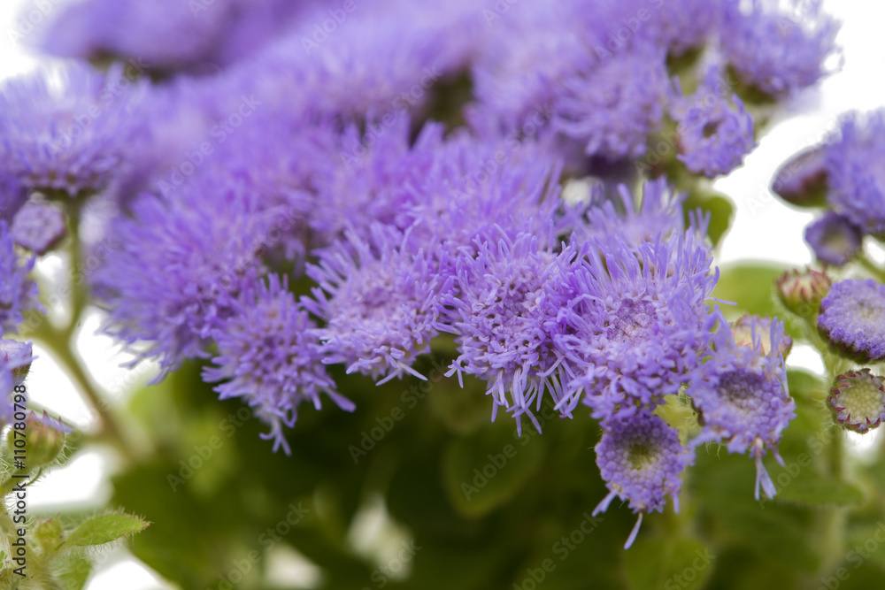 Obraz premium blue ageratum flowers isolated