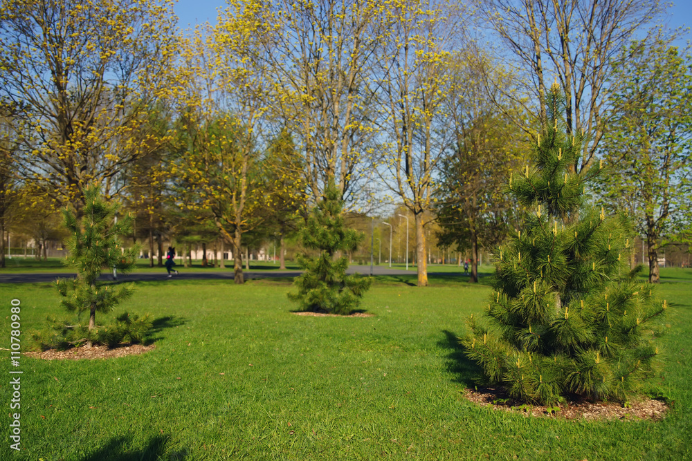 Young Siberian pine trees (Pinus sibirica) in the city park at springtime