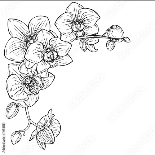 Beautiful monochrome vector illustration with orchid branches