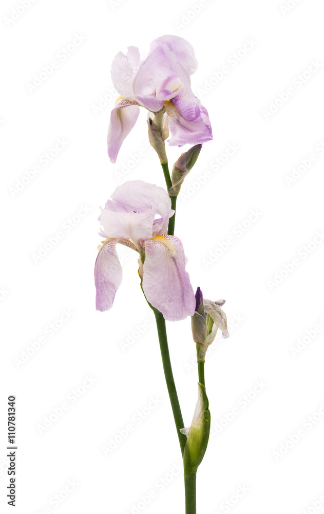 iris flowers isolated iris flowers isolated