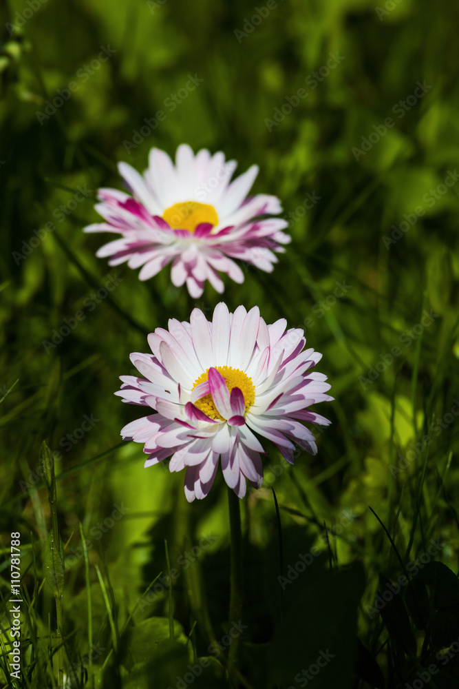 Marguerite flowers in green grass in garden. Selective focus. Marguerite flowers in green grass in garden. Selective focus.