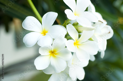 White and yellow Plumeria flowers in natural background