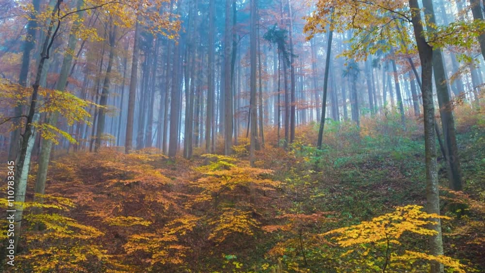 Autumn Trees