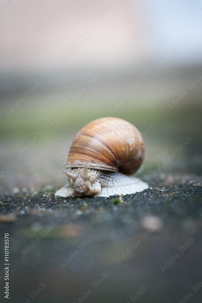 Helix pomatia, Weinbergschnecke oder Schwäbische Auster Helix pomatia, Weinbergschnecke oder Schwäbische Auster