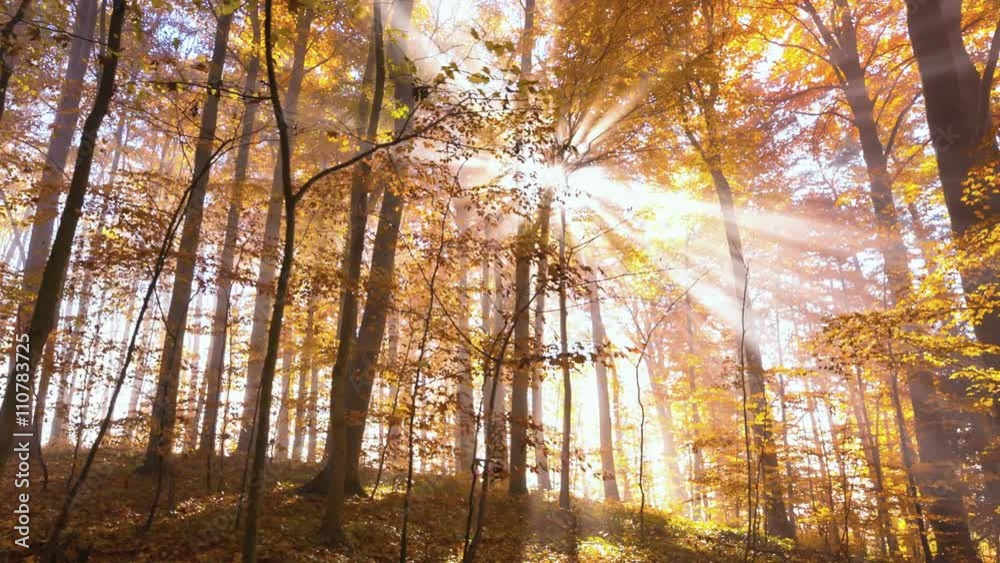 Autumn Trees