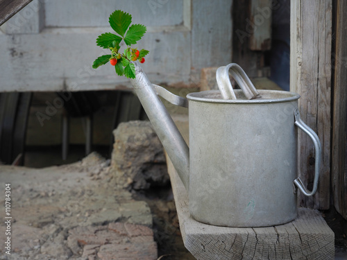 Old, dirty, metal watering can in the old walls, and the dry land. From watering growing strawberries - green leaves, red berries