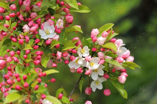 Apple tree.