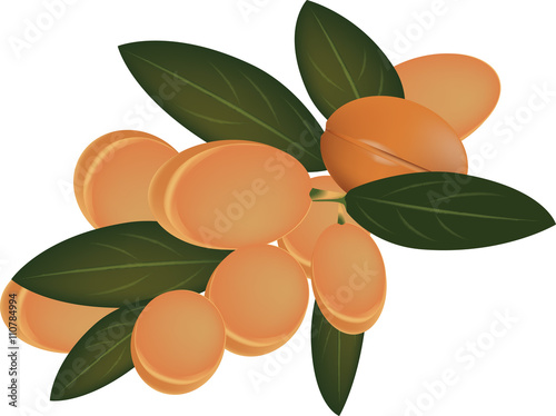 frutti di argan