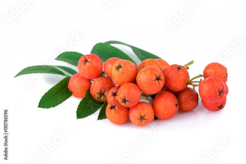 rowan berries with leaves on white background