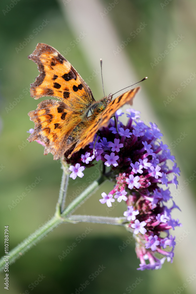 Obraz premium Comma (Polygonia c-album)