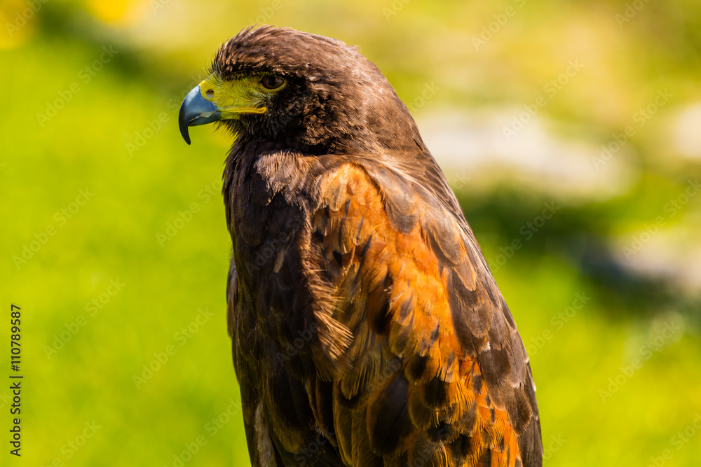 Obraz premium Greifvogel