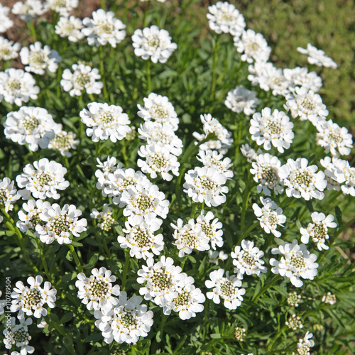 Schleifenblume, Iberis, Felsenbauernsenf photo