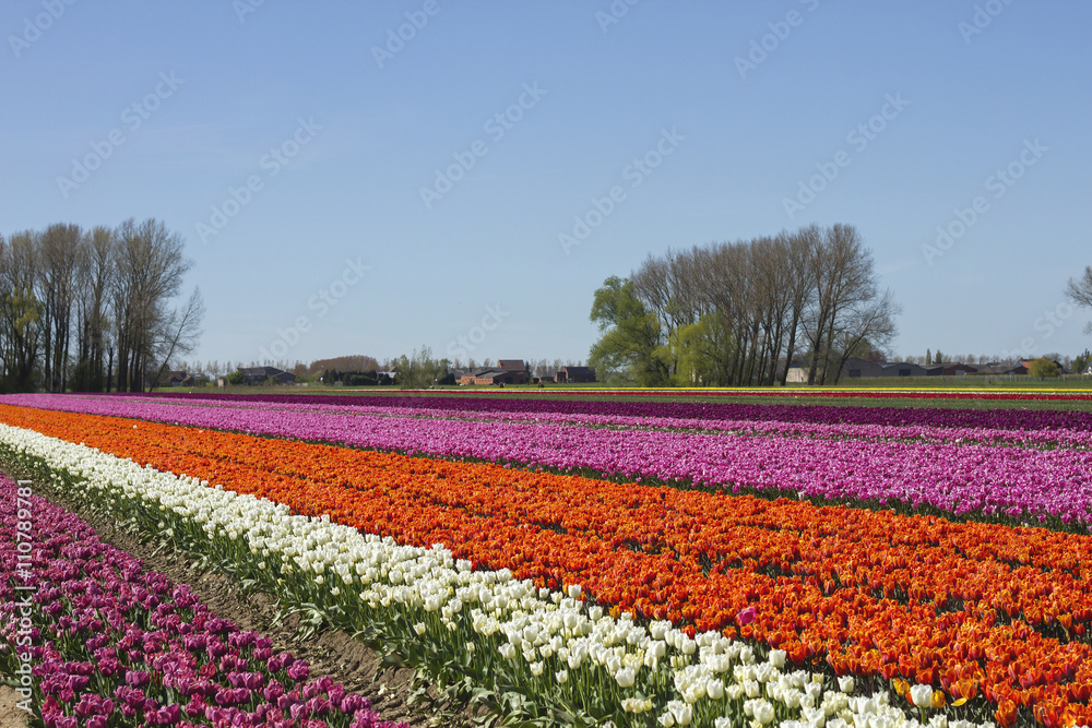 colorful tulips filed