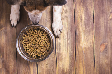 Dog and bowl of dry kibble food